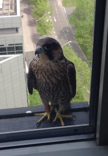 Peregrine Falcons ABN AMRO Amsterdam 2022 livestream