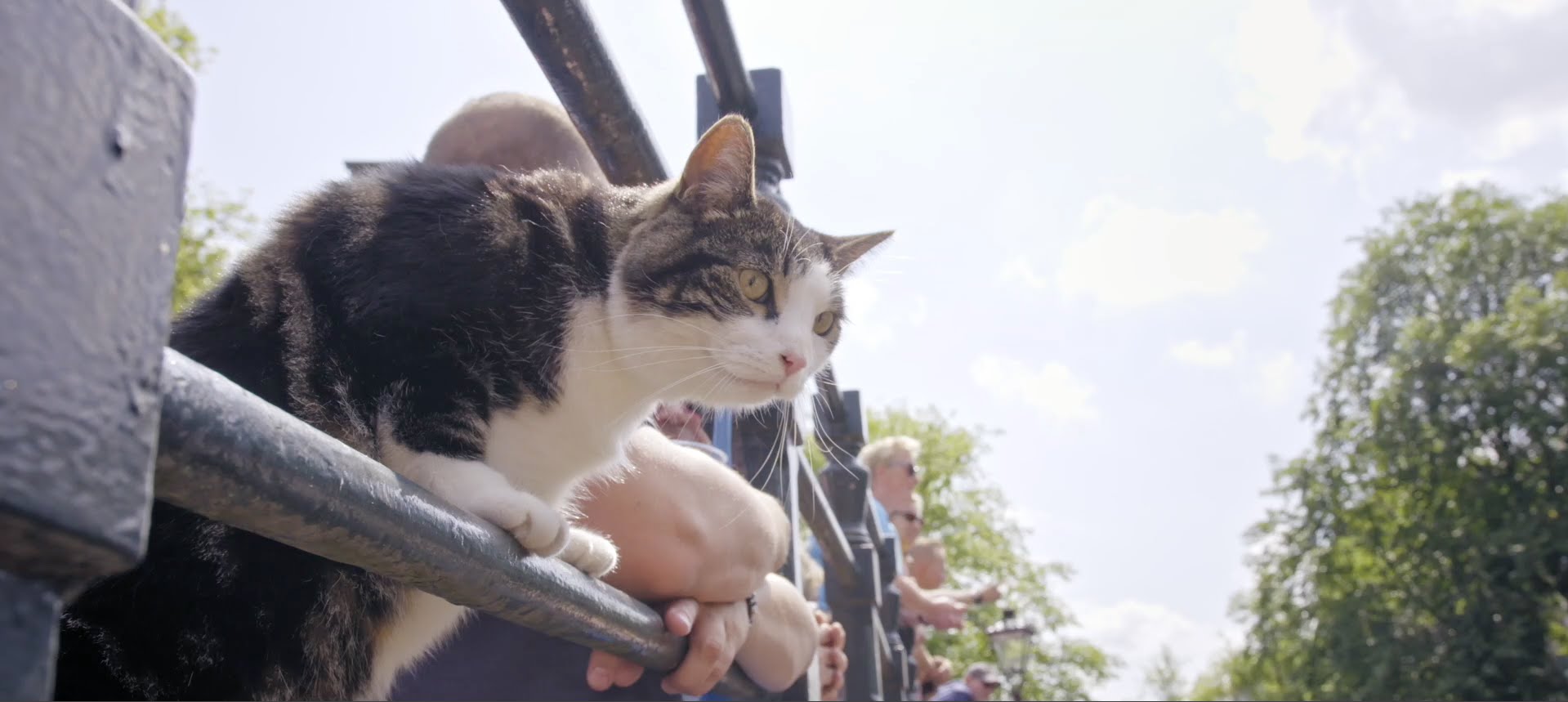 форс -мажор у кота. мемы с котятами. жизнь глазами кота. кот 2018 коте. раскосые глаза у кошек.